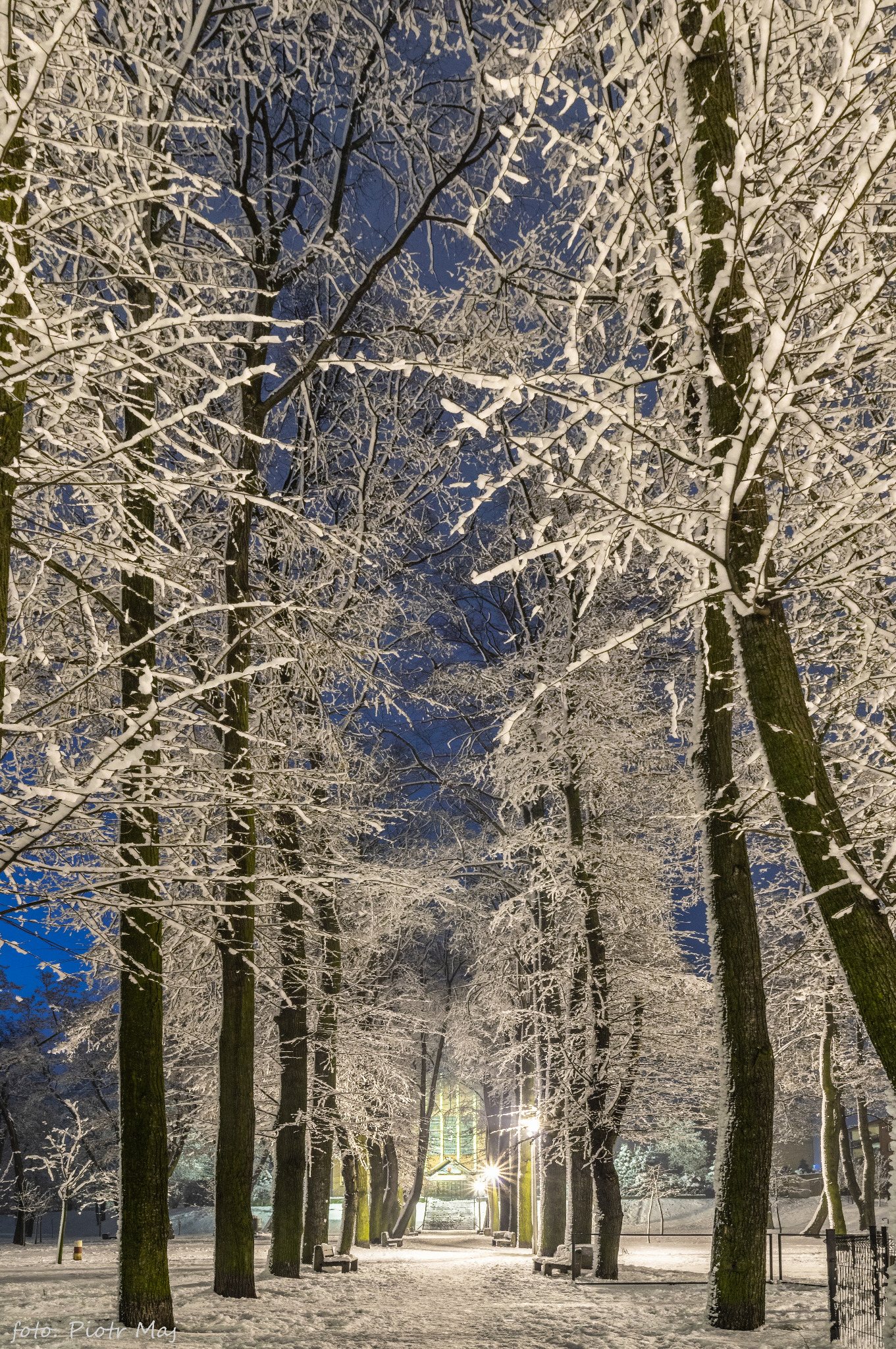 Zimowy park w Grodźcu
